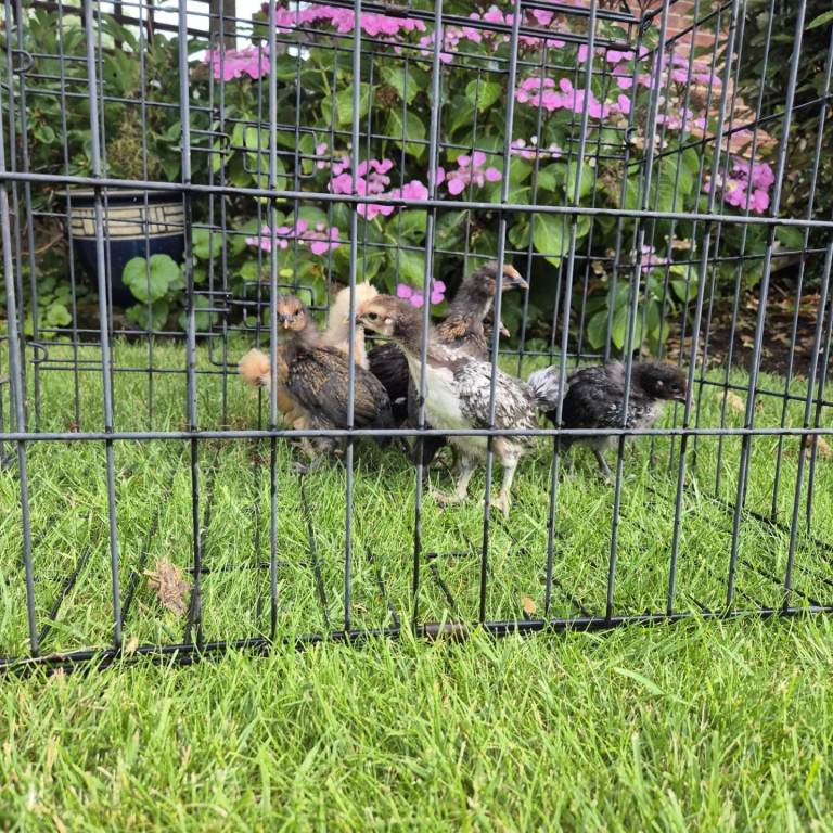 Chickens