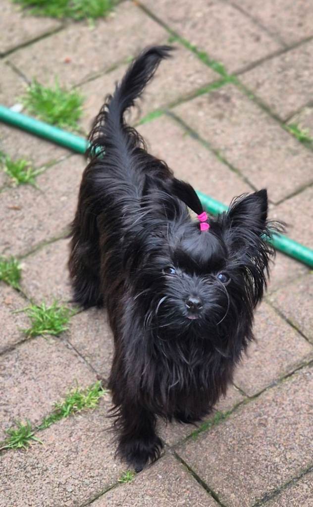Yorkshire Terrier 