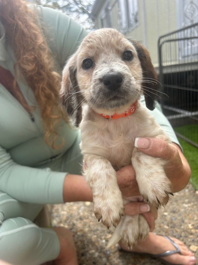 Cocker spaniel pups 