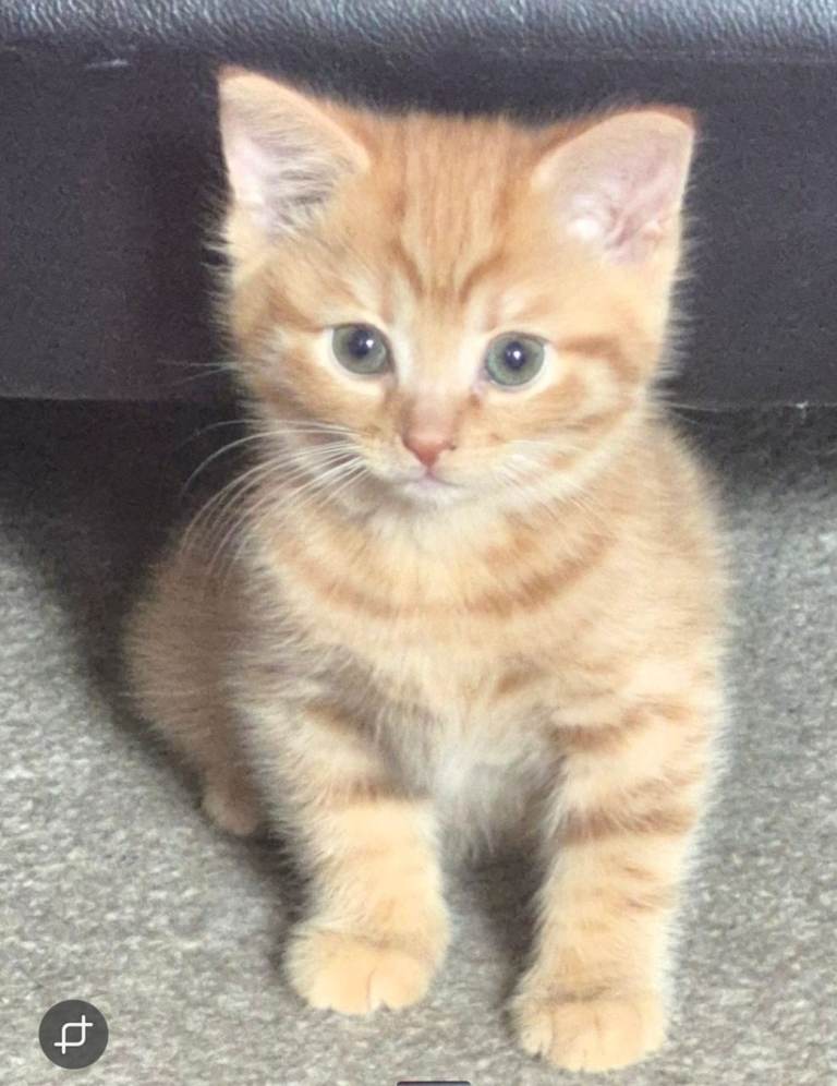 Adorable Male Ginger Kitten Ready for His Forever Home