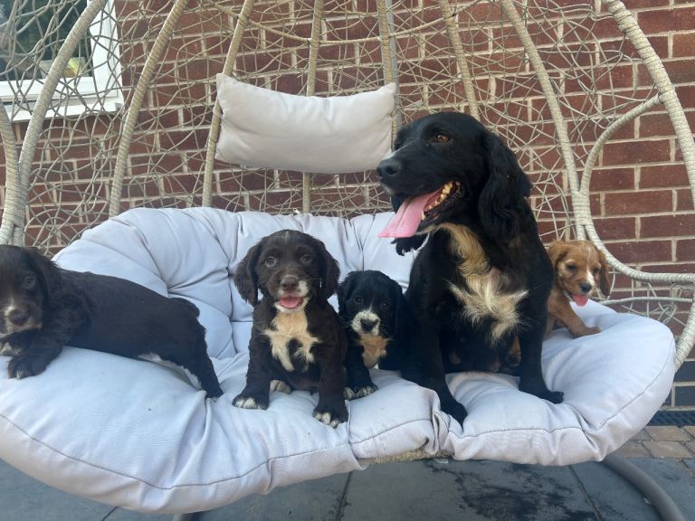 Cocker Spaniels 