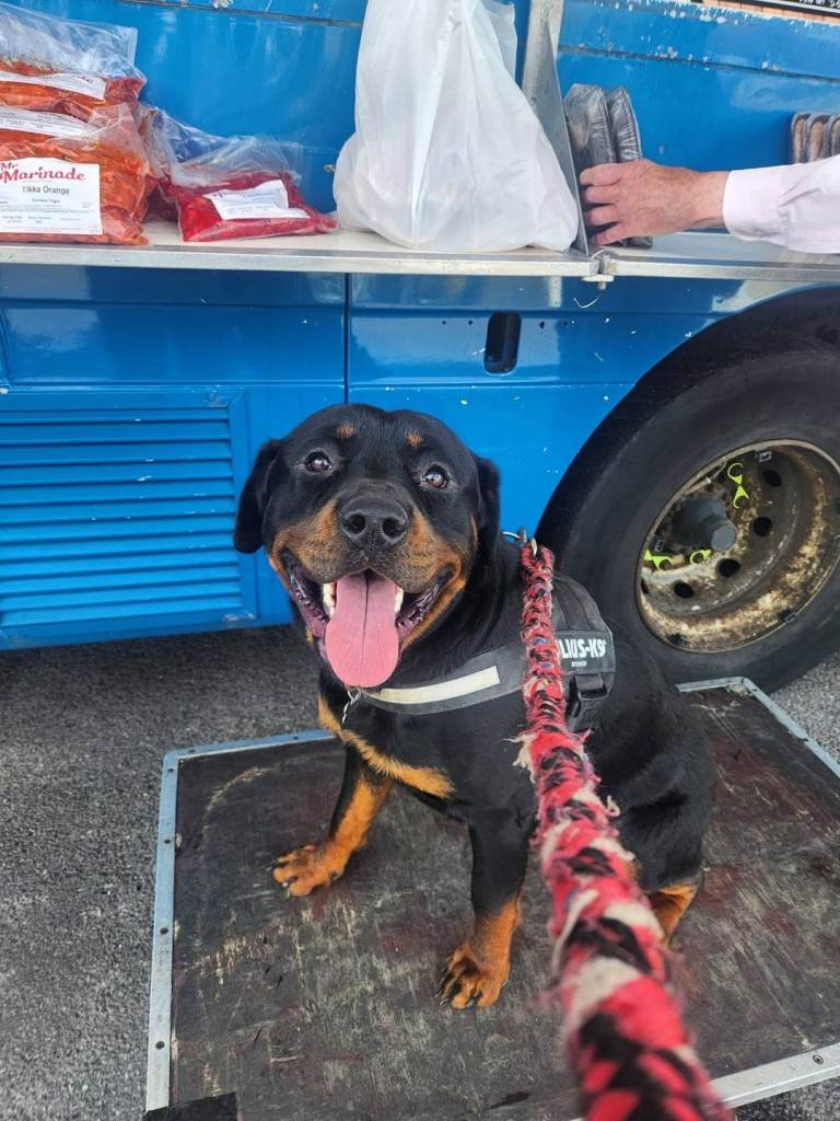 3yr old family friendly Rottie 