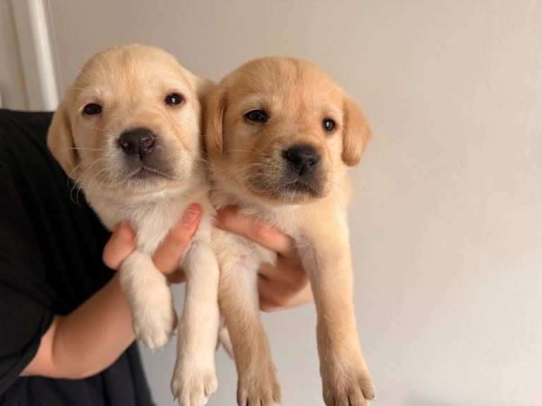 Labrador retriever puppies 