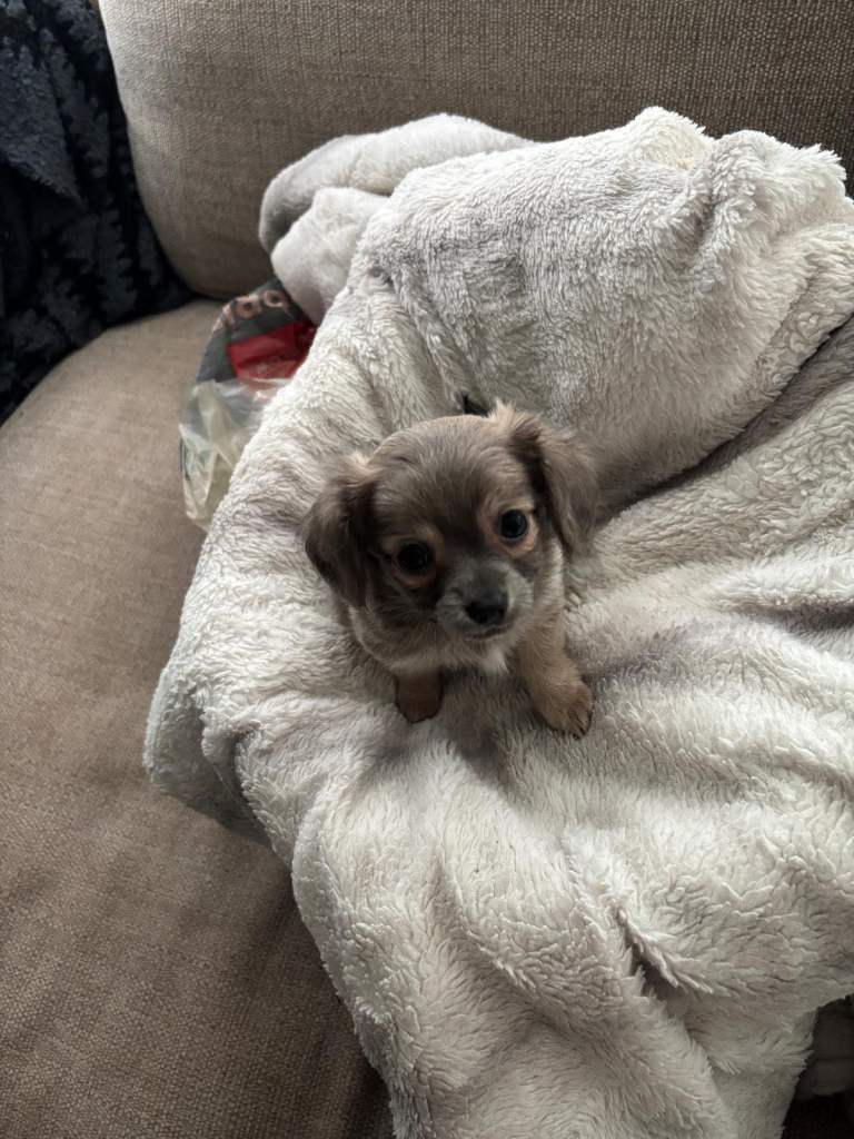 Beautiful puppies for sale 