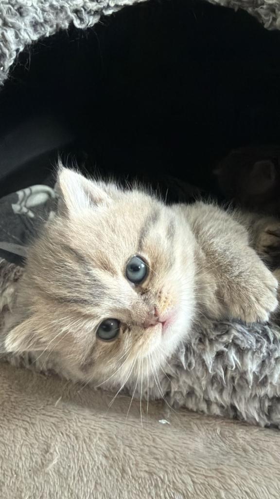 Pure Pedigree British Shorthair Kittens 