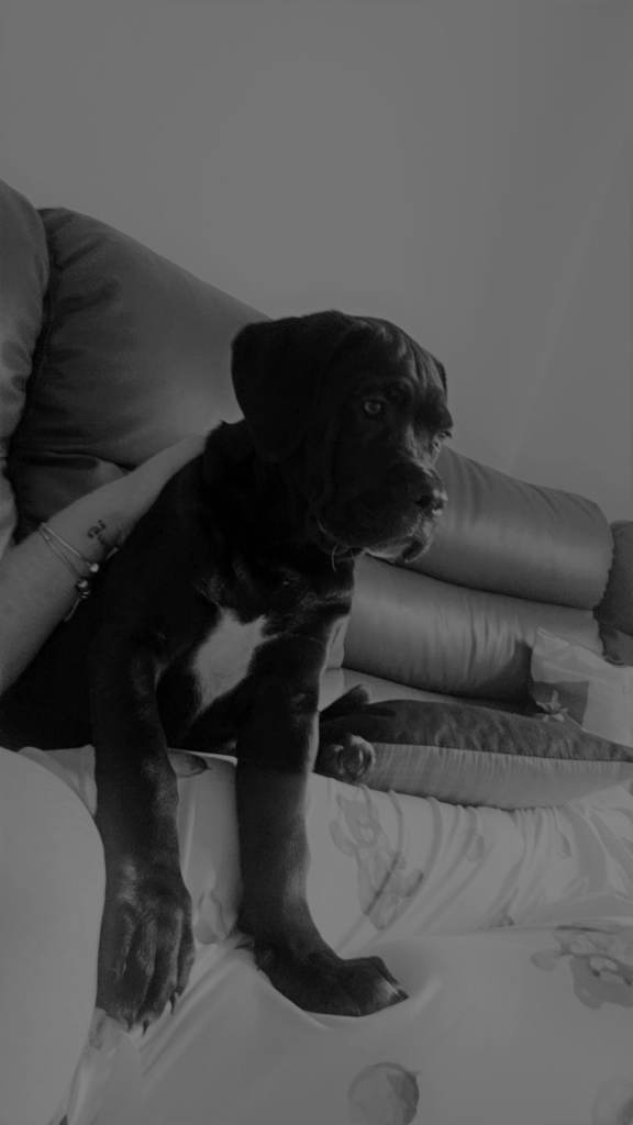 Cane corso