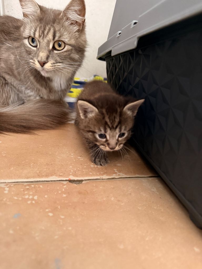 4 kittens 