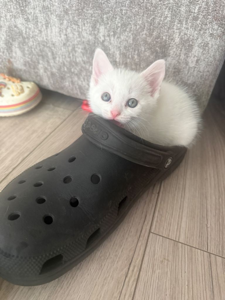 Kittens (read description before messaging)