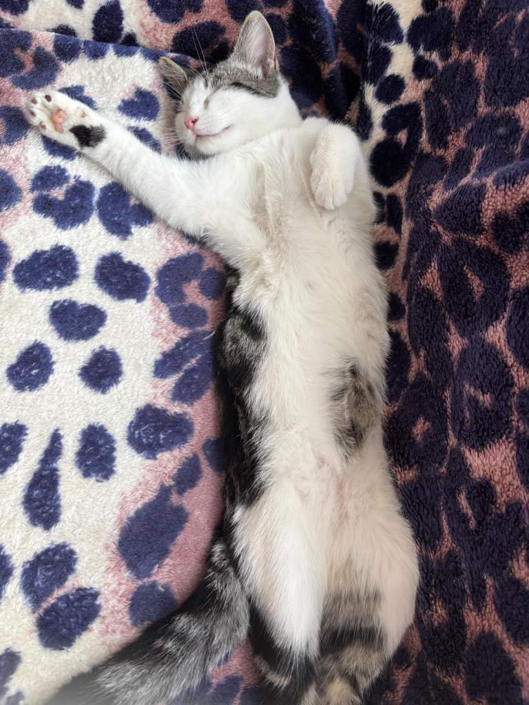 Kitten For sale 
