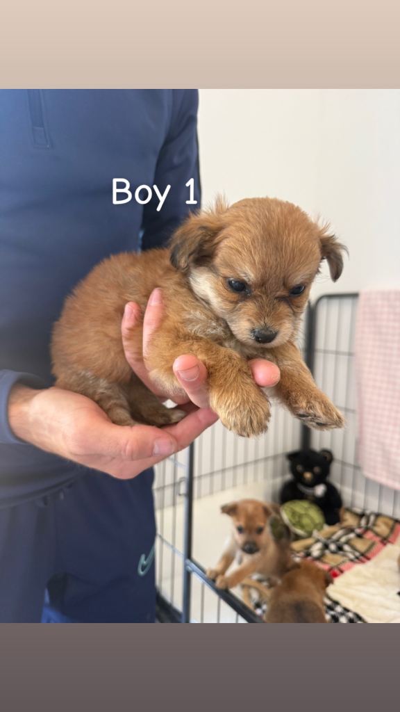 Norfolk terrier x Pomeranian 3 girls 4 boys 