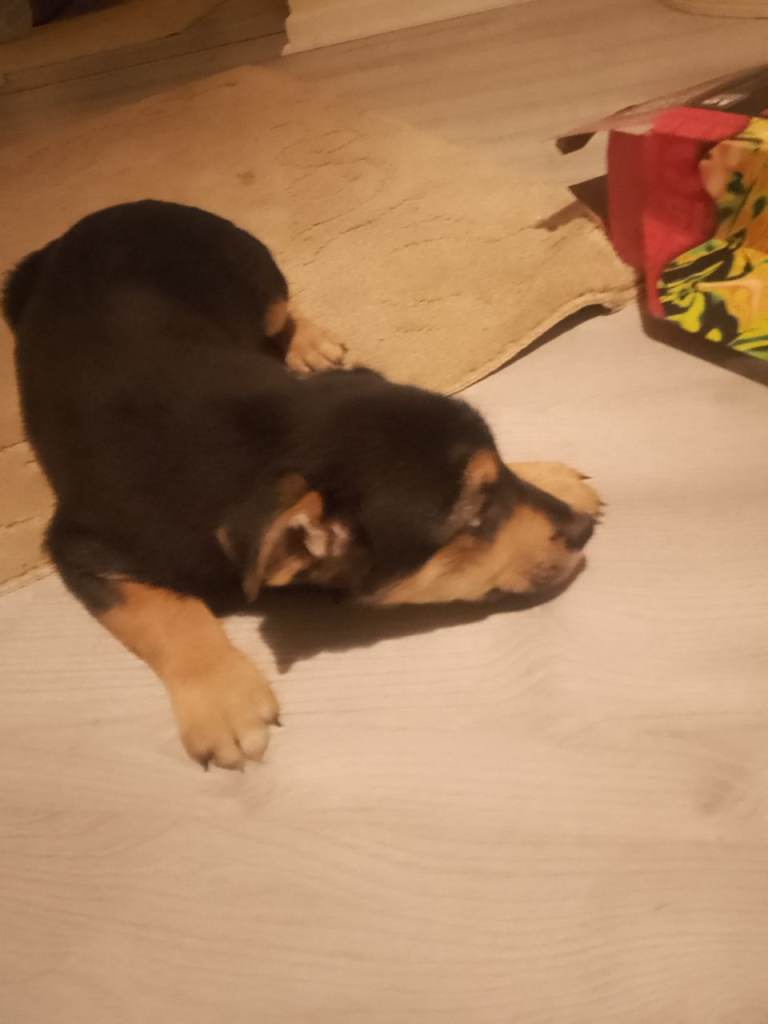 Border collie x kelpie