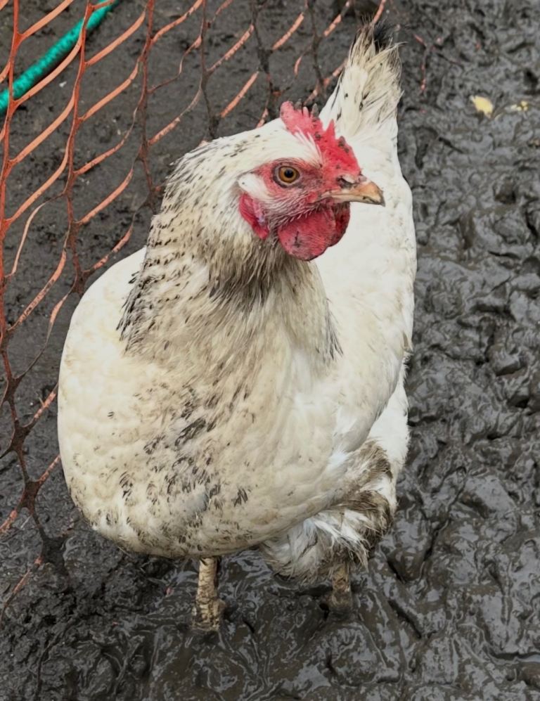 Young less than 1 year old chickens