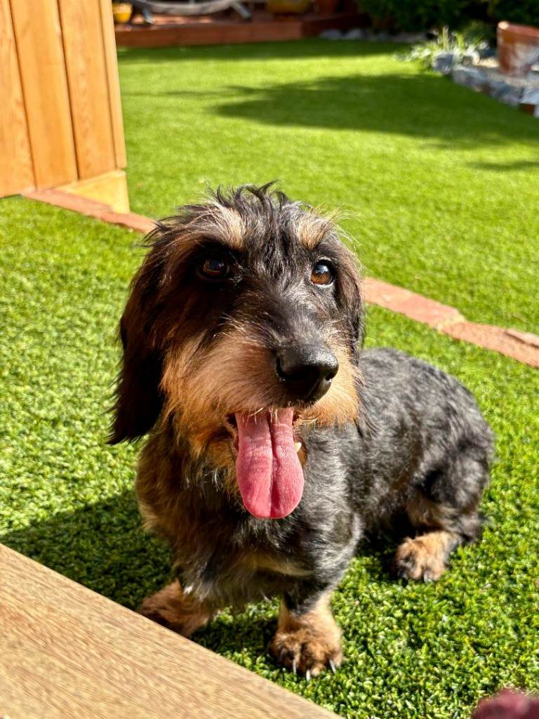 Polly, Wirehaired Dachshund
