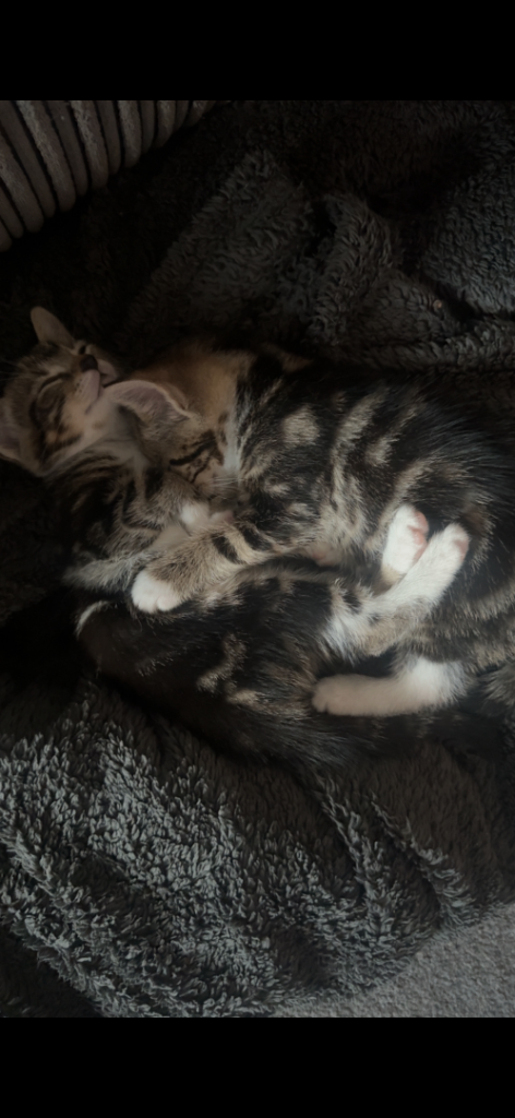 Tabby kittens 
