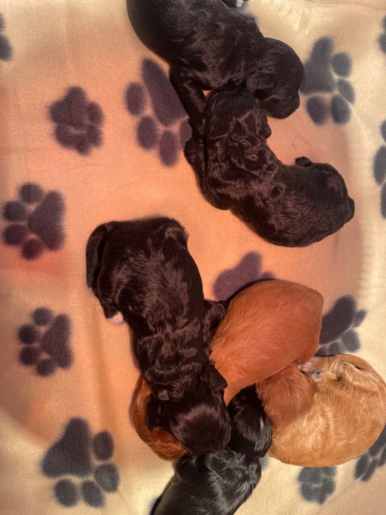 Cockapoo health clear KC parents