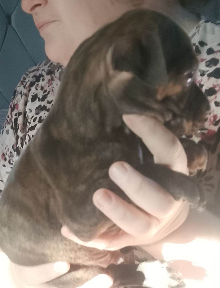 American bulldog x staffy pups