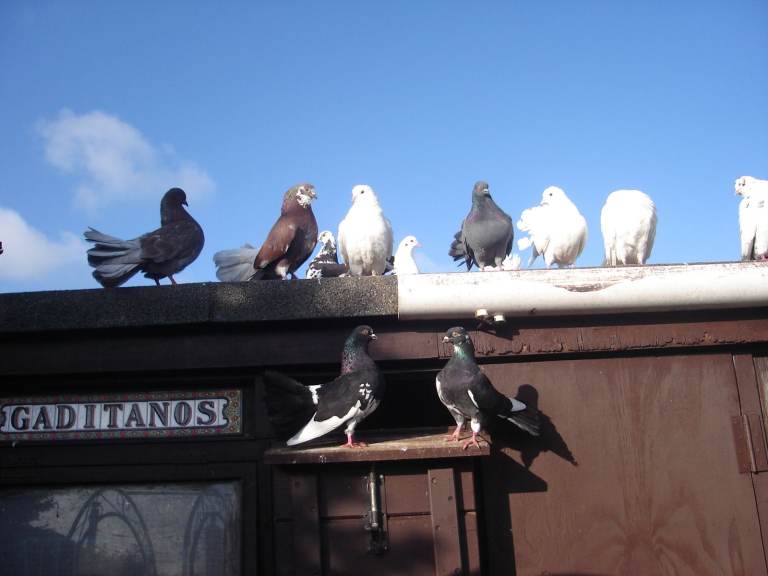 Fantails for sale