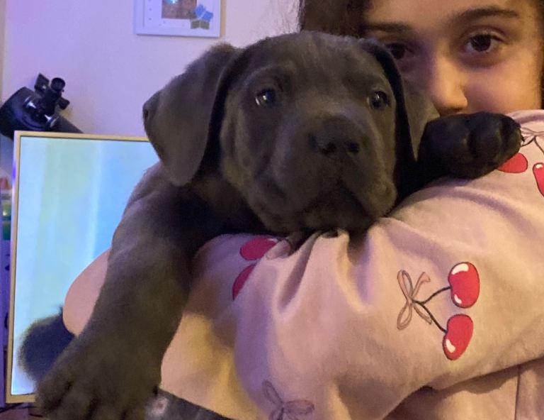 Cane corso puppy