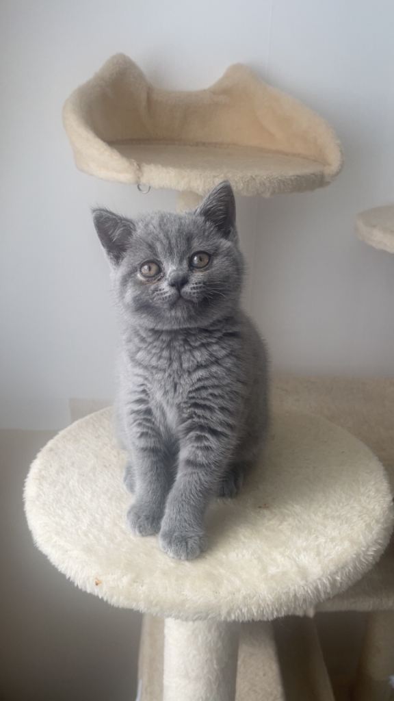 British shorthair kittens full pedigree ready NOW