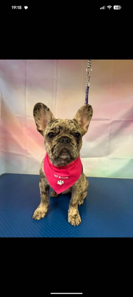 French bulldog 