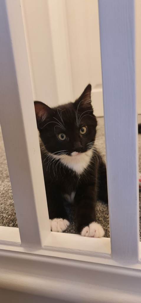 Kittens tabby black. 