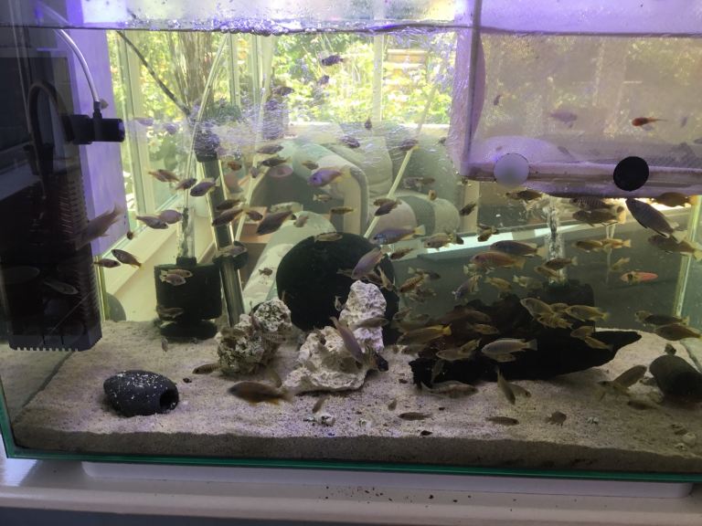 Lake Malawi Cichlids 
