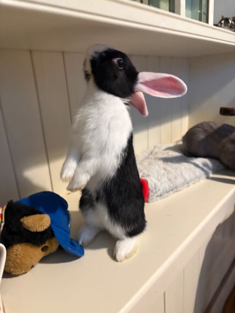Rex x mini lop, raised indoors, vaccinated 