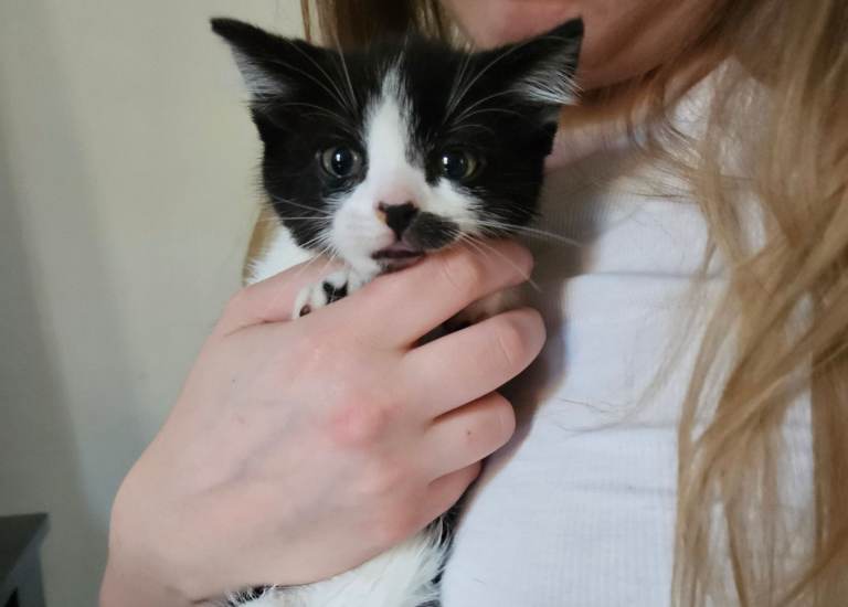 Maine coon mix kitten REDUCED