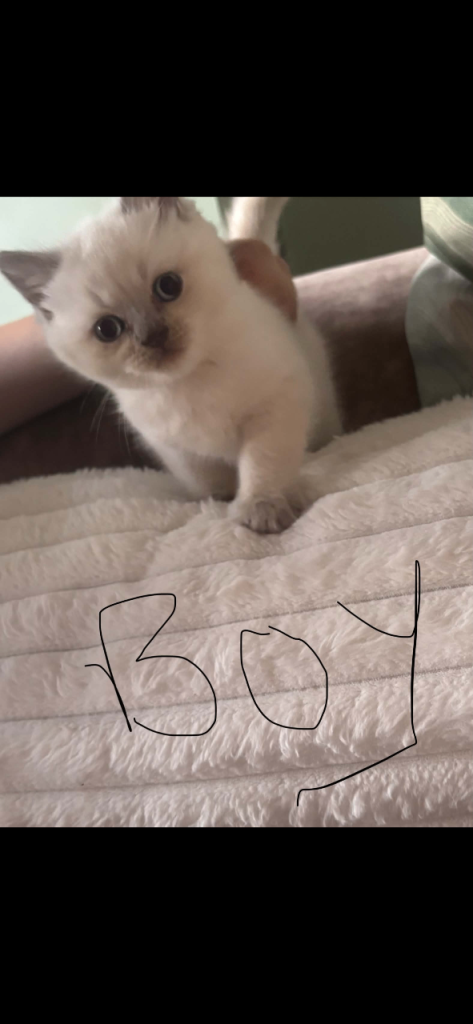 colour point british short hair Kittens
