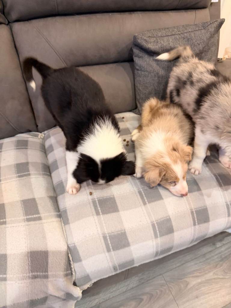 Ready to leave now, puppies have been to the vet