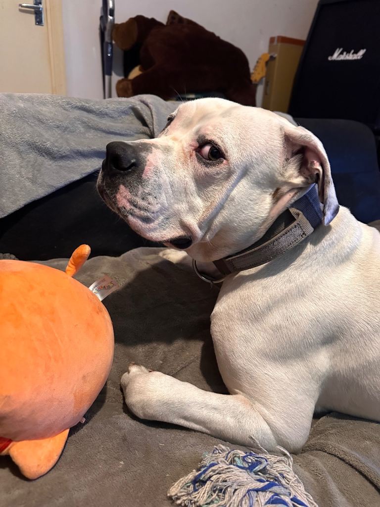 good home needed
