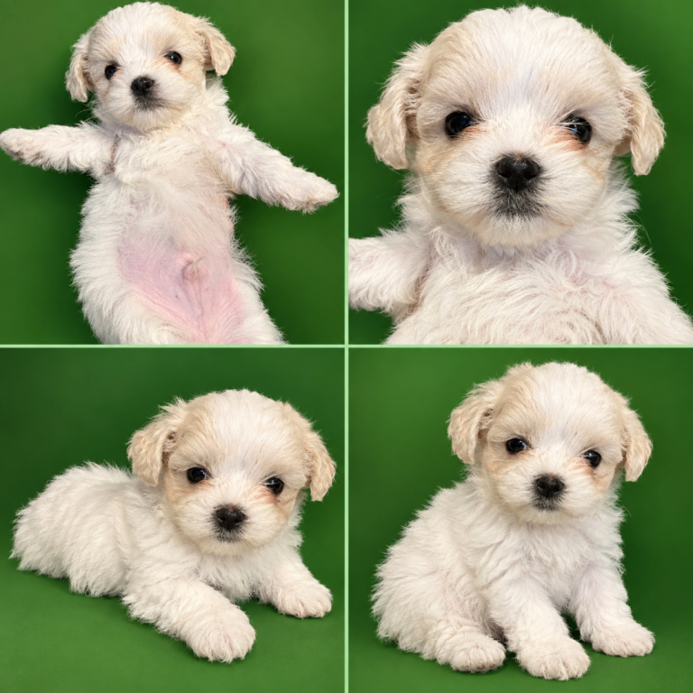 Maltese Puppies for sale