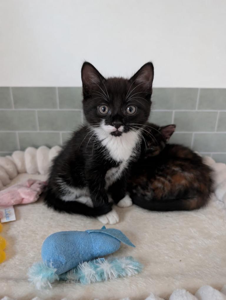 1 beautiful kittens 