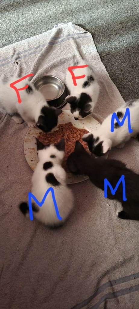 Beautiful kittens for sale