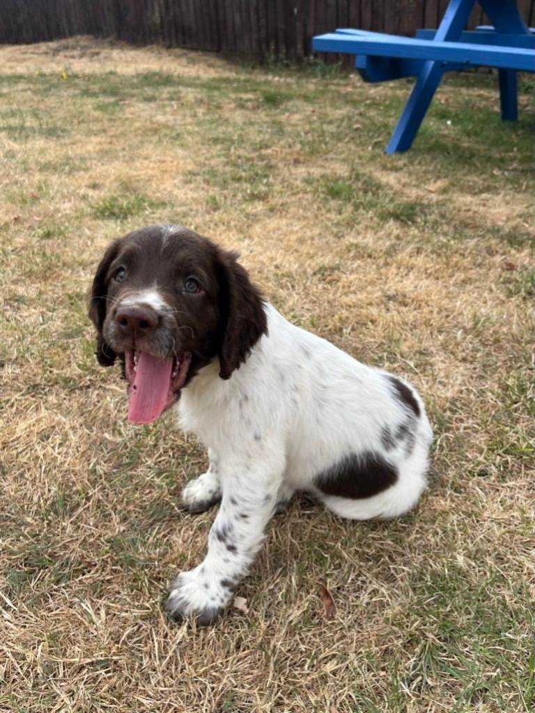 Springer Spaniels