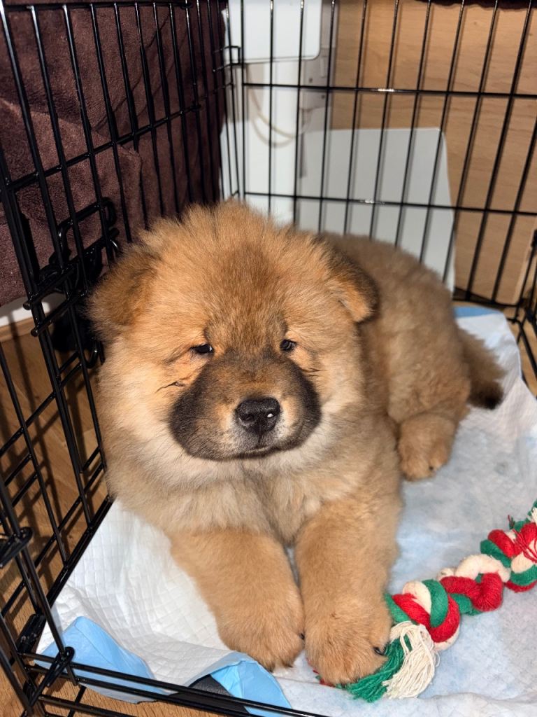 Chow chow 