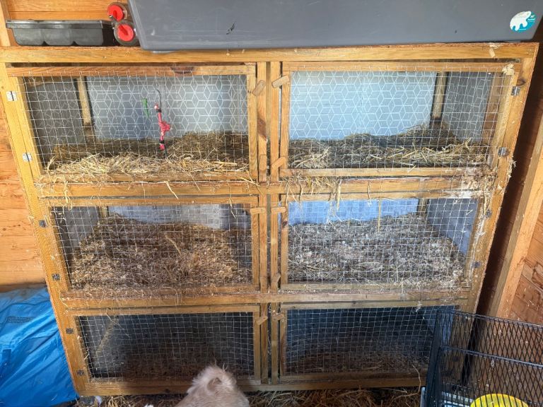 Rabbit hutches/ runs 
