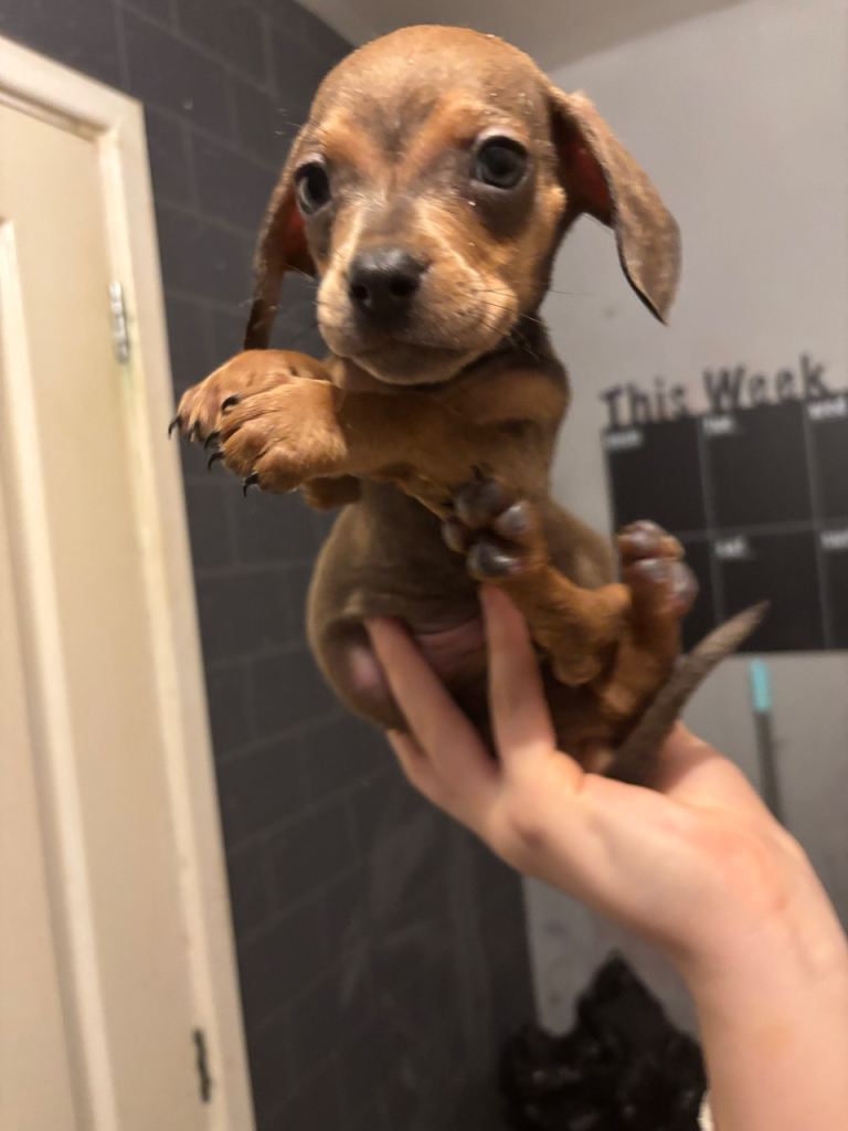Dachshund pup for sale READY TO LEAVE