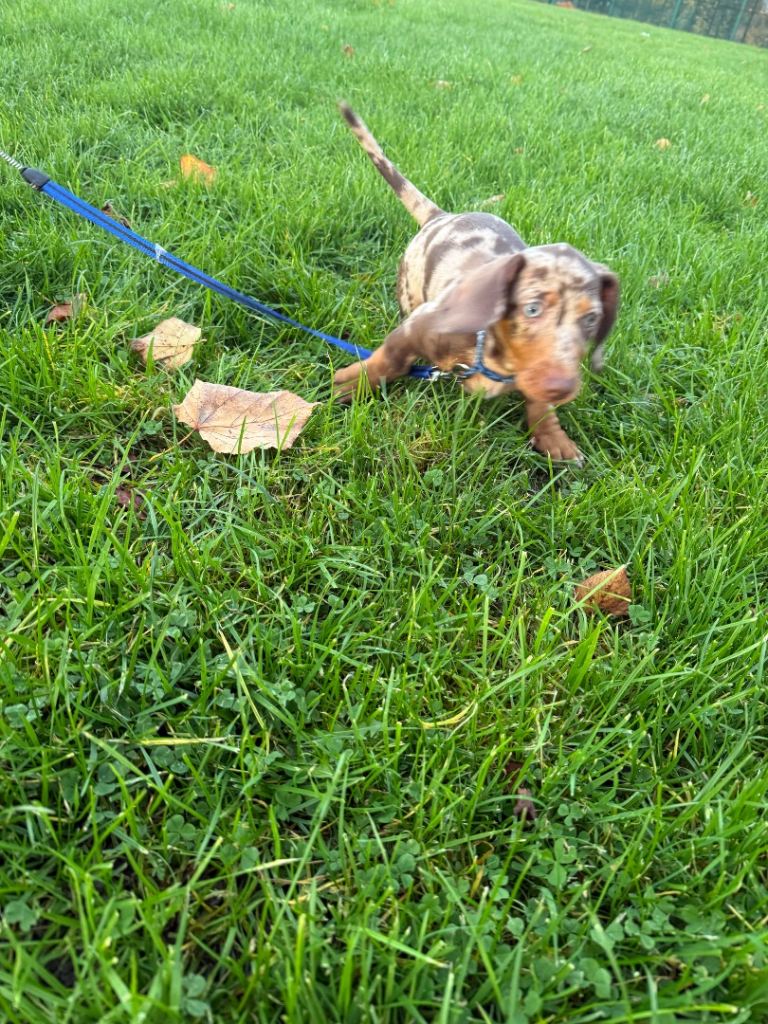Milo