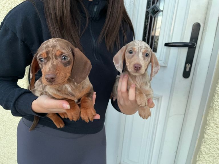 Miniature dachshund puppies