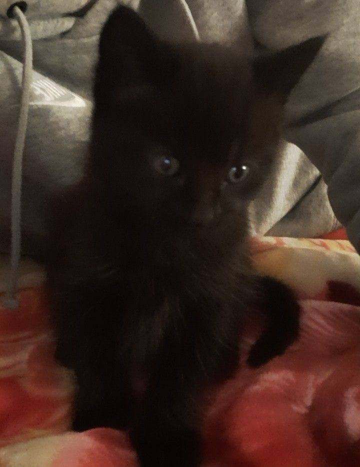 Lovely cute black boy last of the litter