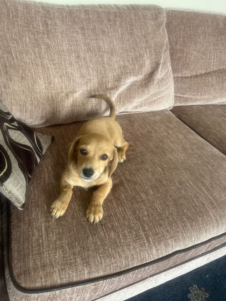 Dachshund x