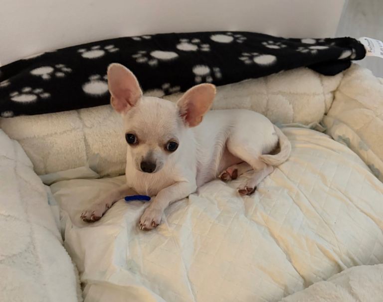 White short haired chihuahua puppy 