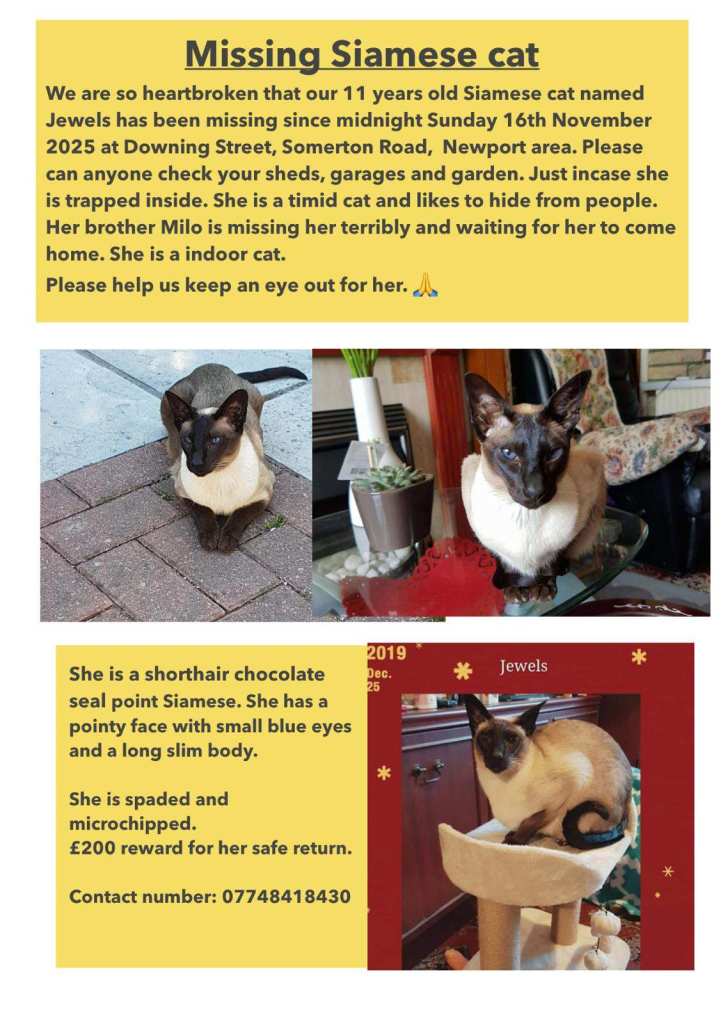 Missing/Stolen Siamese Cat