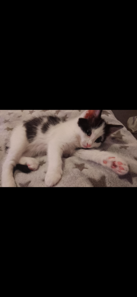 Kittens 