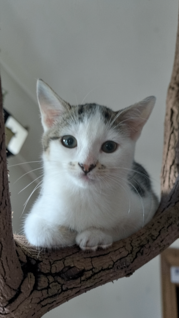 Gorgeous tabby and white kittens 