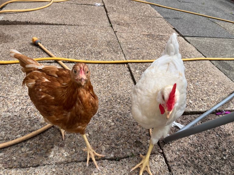 Chickens 
