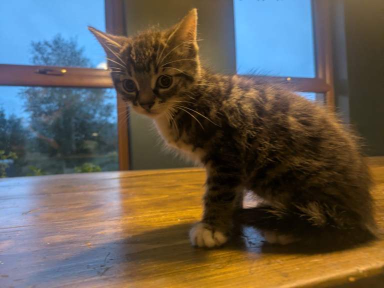 kittens for sale 
