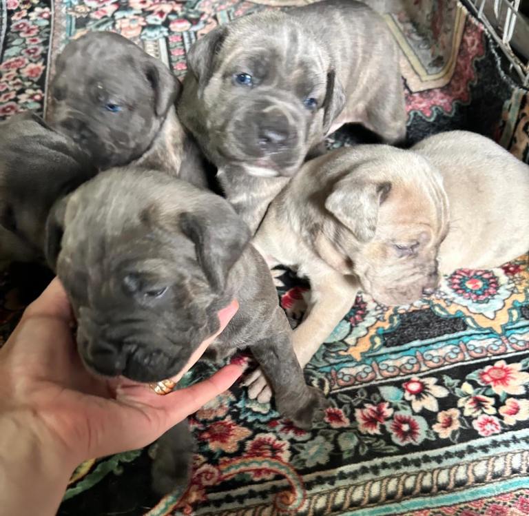 Cane corso puppies 