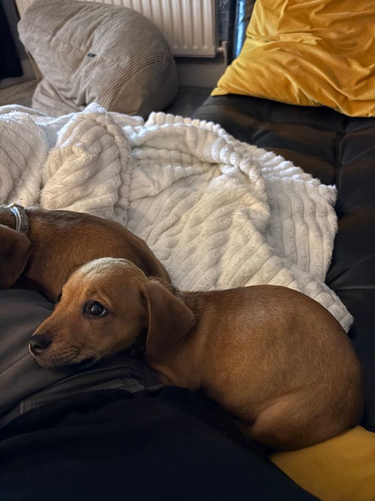 Dachshund cross